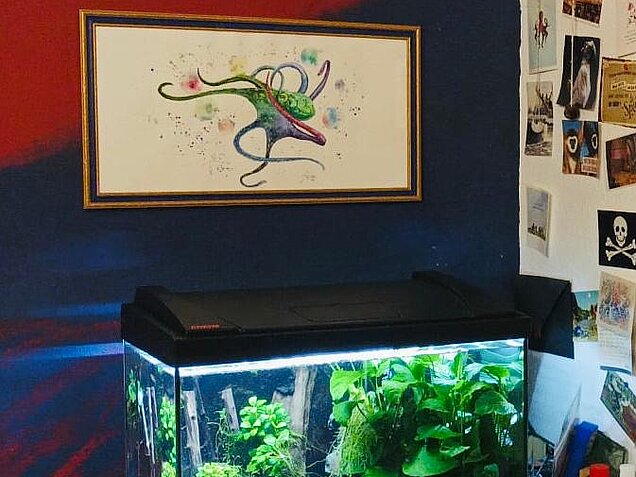 Octopus über Aquarium